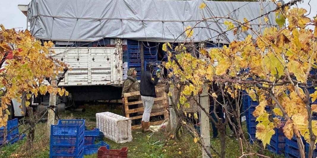 Hasatta sona gelindi, üzüm miktarı azaldı! İç piyasada satış devam ediyor: Kaliteye göre 25-35 TL ediyor 1